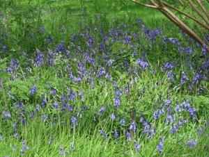 Bluebells