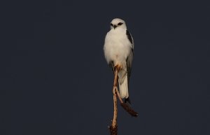 Black-shouldered Kite at dawn after rain