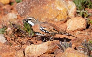 Chestnut-breasted Quail-thrush (Cinclosoma castaneothorax)