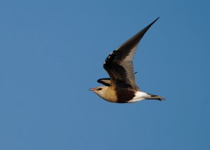 Australian Pratincole (Stiltia isabella)