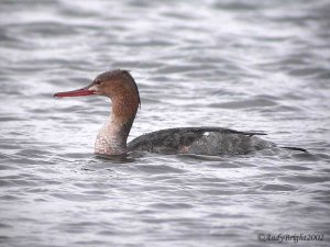 Red-Breasted Merganser