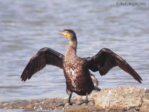 Cormorant (familar pose!)