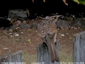 Female Regent Bowerbird