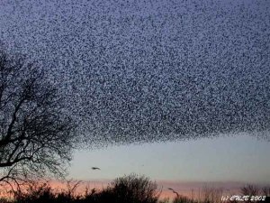 22,000 Starlings