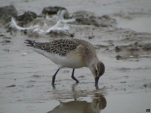 Curlew Sandpiper