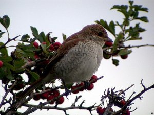 Juvenile Red-backed Shrike