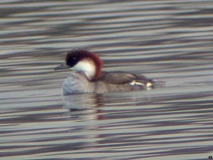 Smew