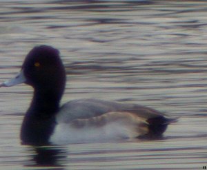 Scaup