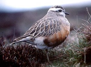 Dotterel