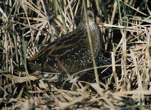 Spotted Crake