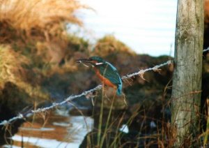 Common Kingfisher