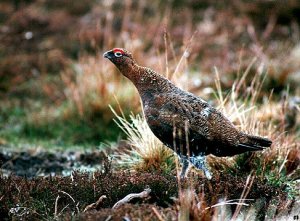 Red Grouse