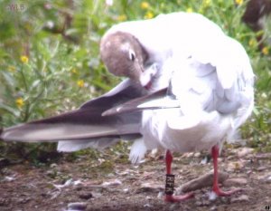 Black-headed Gull with ring
