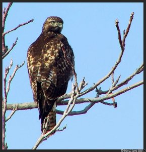 Red-tailed Hawk (immature)