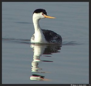 Clark's Grebe