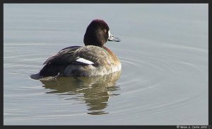 Lesser Scaup (Female)