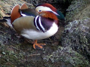 Mandarin Duck