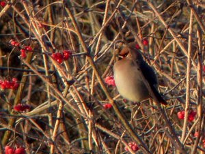 Waxwing