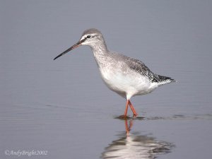 Spotted Redshank