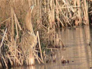 Bittern