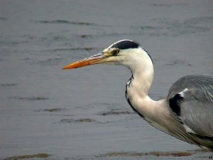 Grey Heron