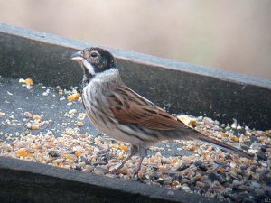 Reed Bunting