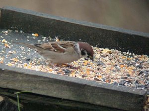 Tree Sparrow