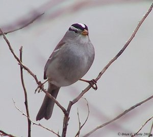 White-crowned Sparrow (new)