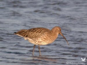 Curlew