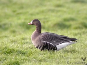 White-Fronted Goose