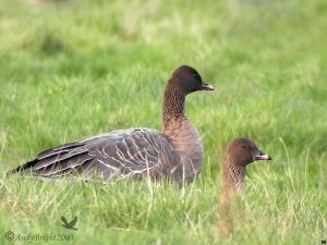 Pink-Footed Goose (Geese!)