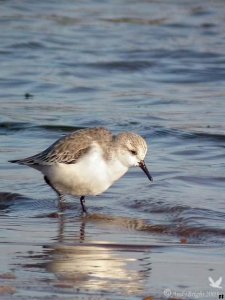 Sanderling