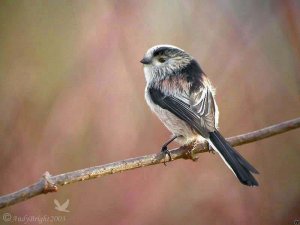 Long-Tailed Tit