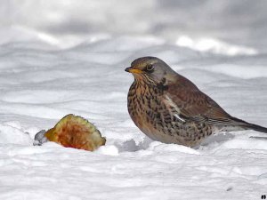 Fieldfare in Snow