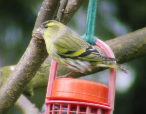 Eurasian Siskin (female)