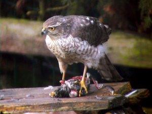 Sparrowhawk with prey.