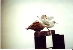 1st-w American Herring Gull Cobh Jan.01