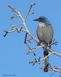 Western Scrub Jay