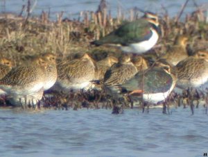 European Golden Plover