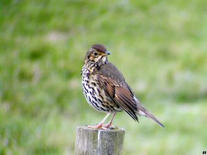 Song Thrush