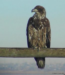 Bald Eagle (immature)