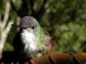 Azure-crowned Hummingbird