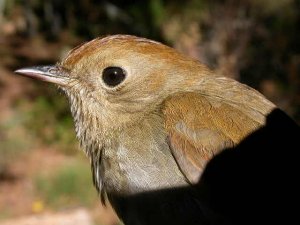 Russet Nightingale Thrush