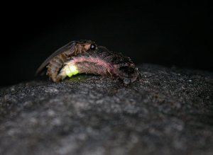 Mating glow-worms
