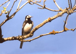 Pied wagtail