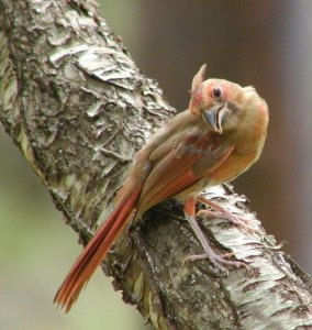 Juvenile Northern Cardinal