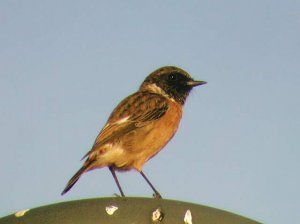 Stonechat