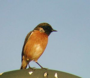 Stonechat