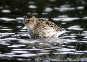 Calidris alpina