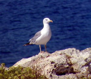 Yellow Legged Gull